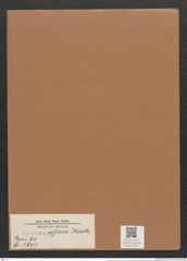 Synedra affinis Kuetz. (de-Toni-Nr.: Genus 66, Species 2607) Zeichnungen Sammlung Grunow Mappe 02826 (Herbarium_W_Grunow_drawings_Folder_02826)
